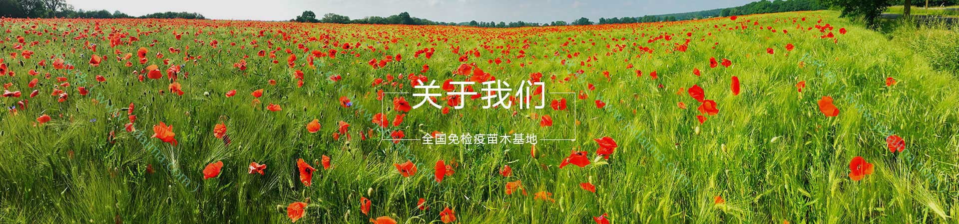 91网简介